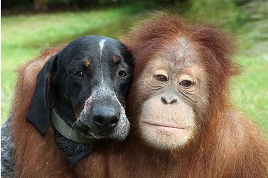 Hayvanların en komik halleri 