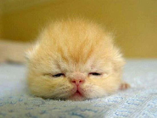 Hayvanların en komik halleri 