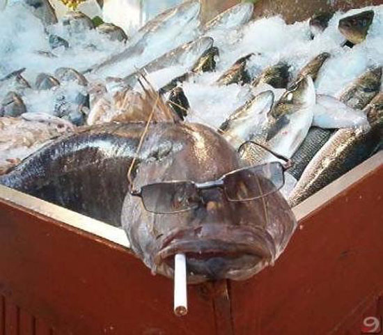 Hayvanların en komik halleri 