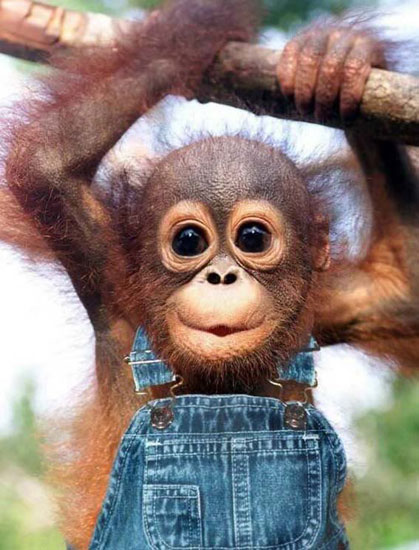 Hayvanların en komik halleri 