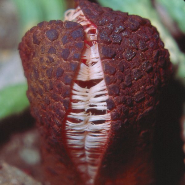 Nadir görülen ilginç bitkiler