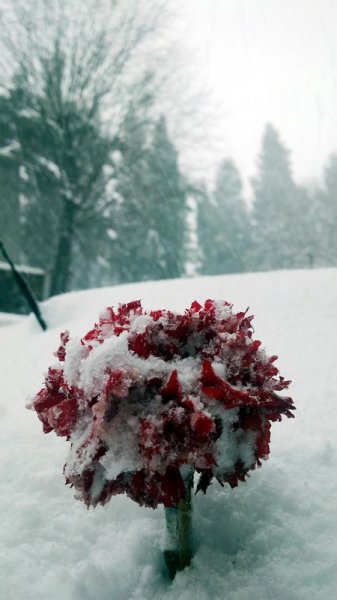 İstanbul'da kar yağışı hayatı olumsuz etkiledi