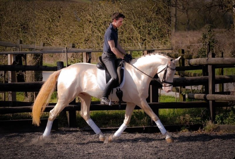 Dünyanın en güzel at cinsi: Ahal Teke