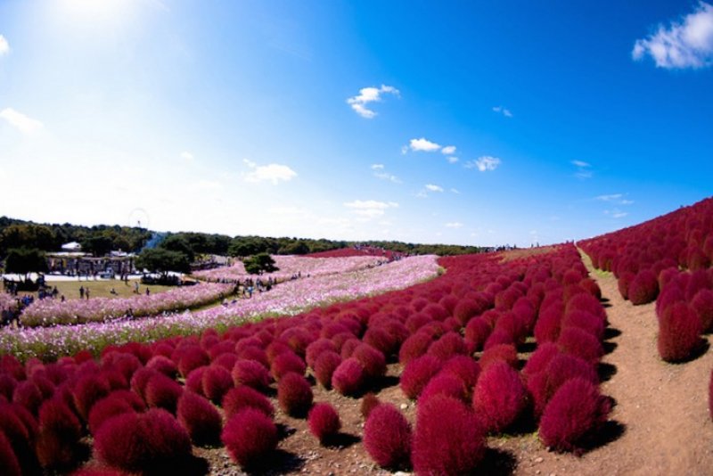 Japonya’nın muhteşem çiçekleri 