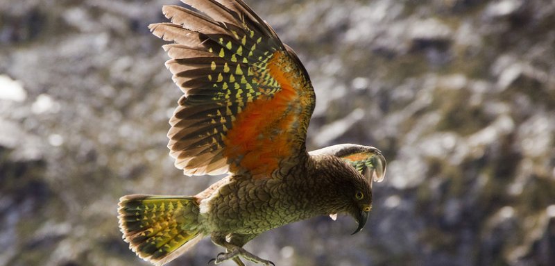 30 kuş türünün muhteşem görüntüsü