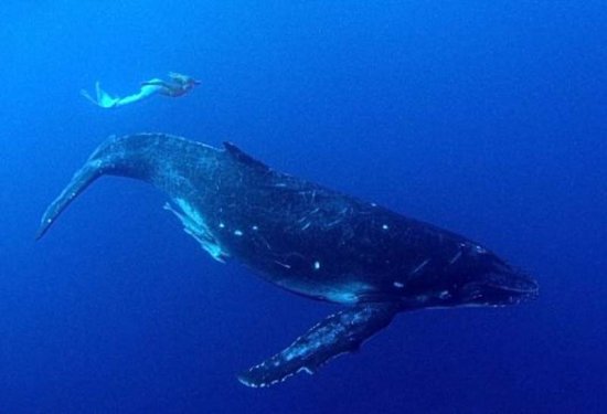 Hannah kendini deniz kızı sanıyor