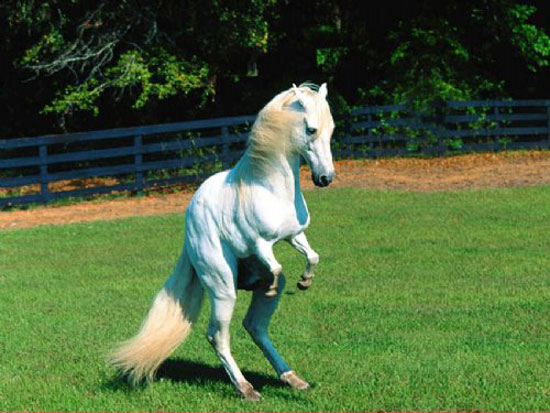 Лошадь мутант айболита 10 букв. Мутация лошадей. Самая уродливая лошадь в мире. Самая уродская лошадь в мире.
