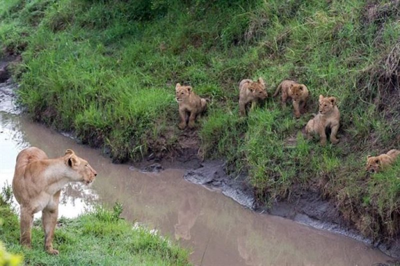 Anne aslandan yavrularına hayatta kalma dersi