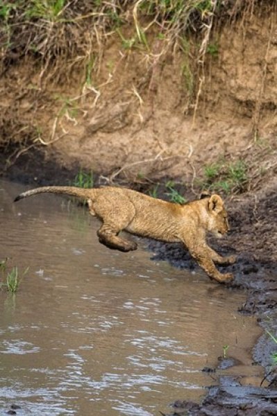 Anne aslandan yavrularına hayatta kalma dersi