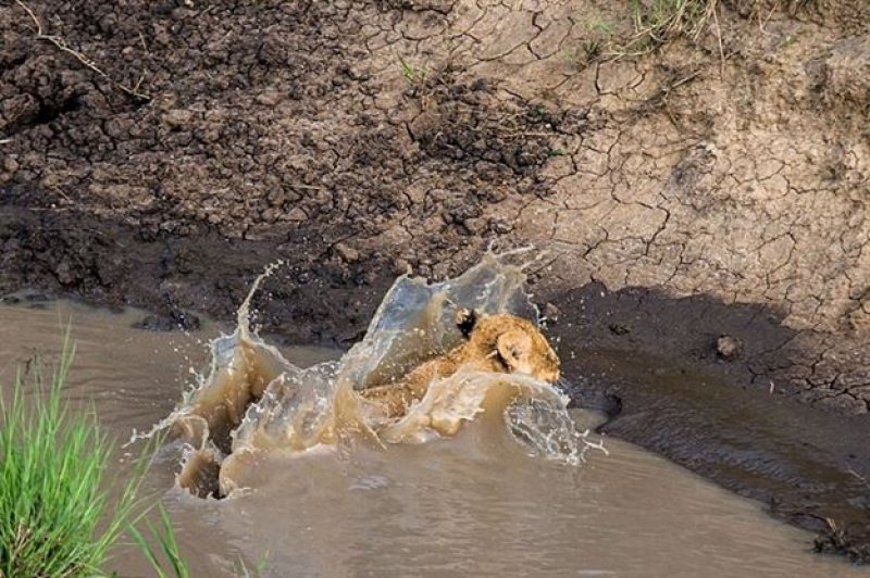 Anne aslandan yavrularına hayatta kalma dersi
