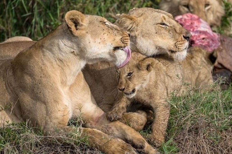 Anne aslandan yavrularına hayatta kalma dersi