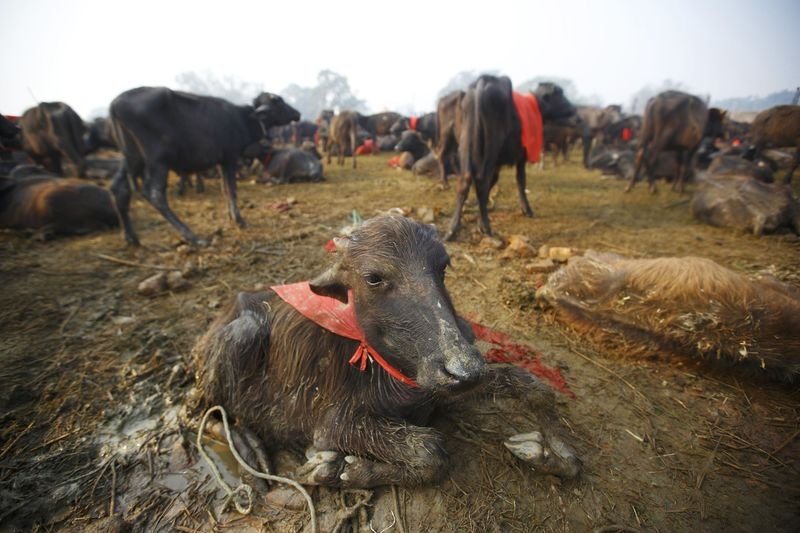 Nepal'de dini festivalde yüz binlerce hayvan kesildi