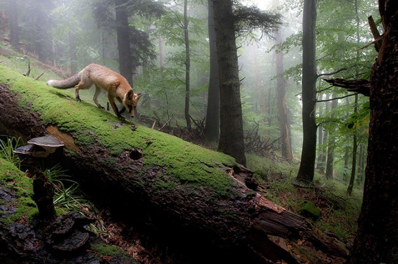 Alman fotoğrafçı Klaus Tamm'ın objektifinden inanılmaz fotoğraflar 
