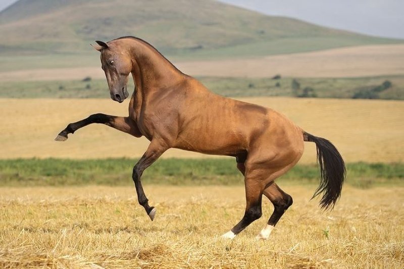 Dünyanın en güzel at cinsi: Ahal Teke