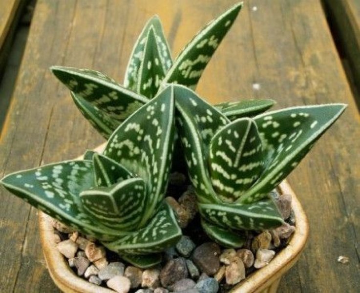 Dekorasyonda sukulent şıklığı