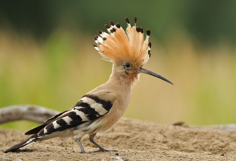 30 kuş türünün muhteşem görüntüsü