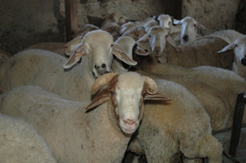 Kurbanlık satış fiyatları açıklandı