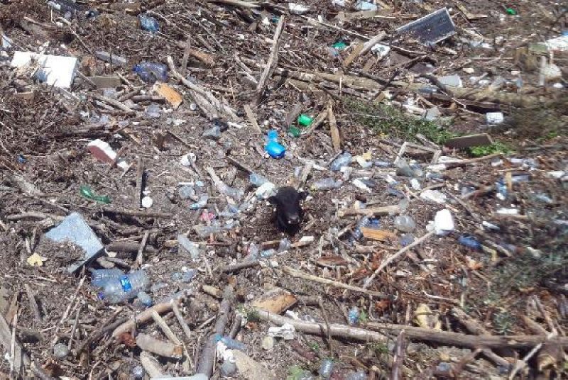 Düzce'de sel felaketi