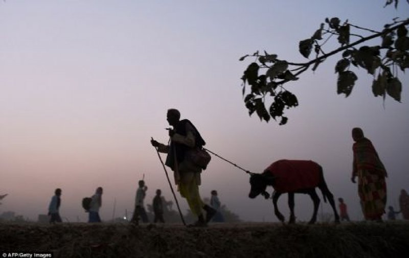 Nepal'de dini festivalde yüz binlerce hayvan kesildi
