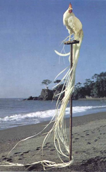 En ilginç tavuk ve horoz türleri