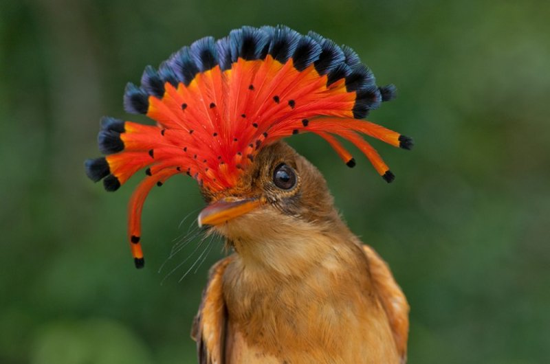 30 kuş türünün muhteşem görüntüsü