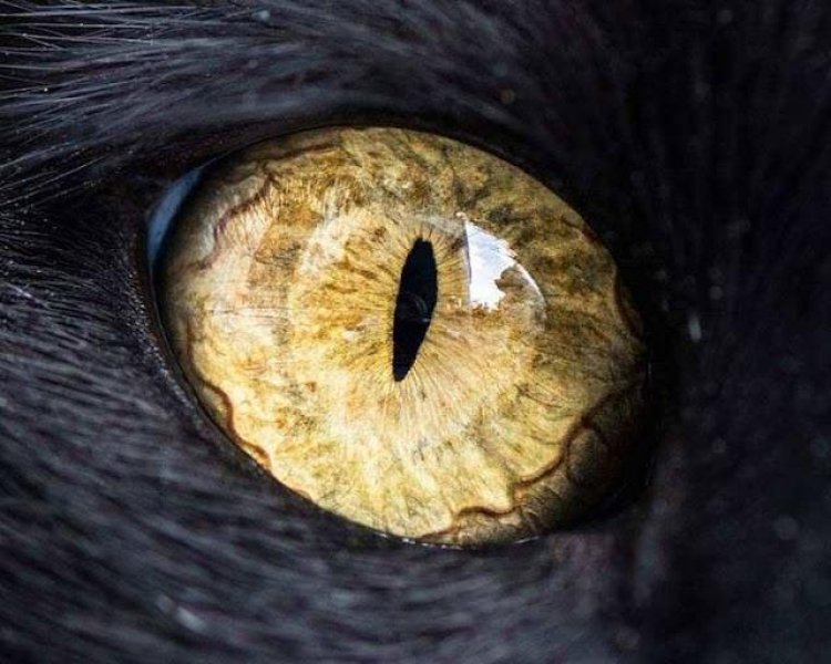 Yakın çekim kedi gözleri