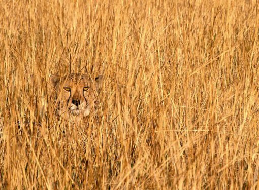 En iyi kamufle olan canlılar