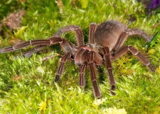 Kuşlarla beslenen tarantula