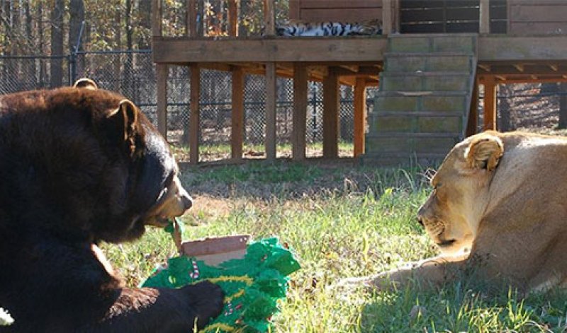 Yabani arkadaşlar 15 yıldır hiç ayrılmıyor