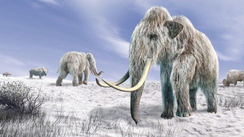 4 bin yıl önce soyları tükenen tüylü mamutlar hayata döndürülüyor