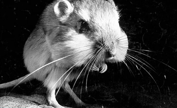 Hayvanların insanlara olan 14 benzerliği şaşırtıyor