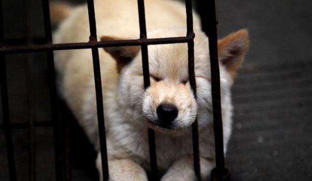 Çin'de köpek katliamı festivalle kutlanıyor