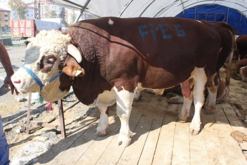 Kurbanlık satış fiyatları açıklandı