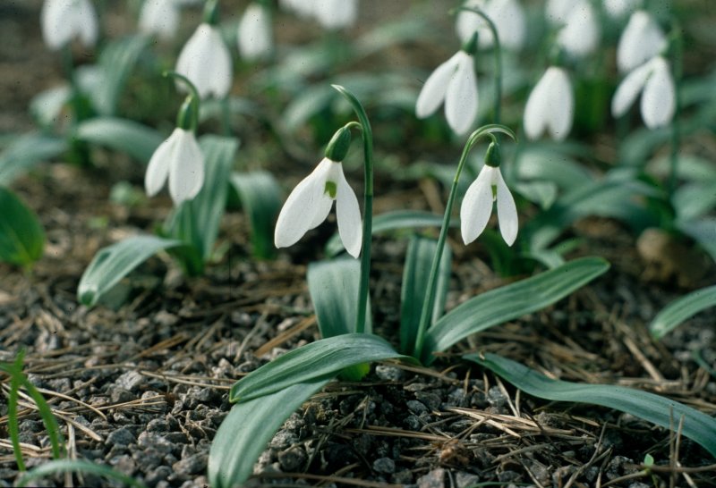 Sadece Türkiye'de yetişen endemik bitki türleri 