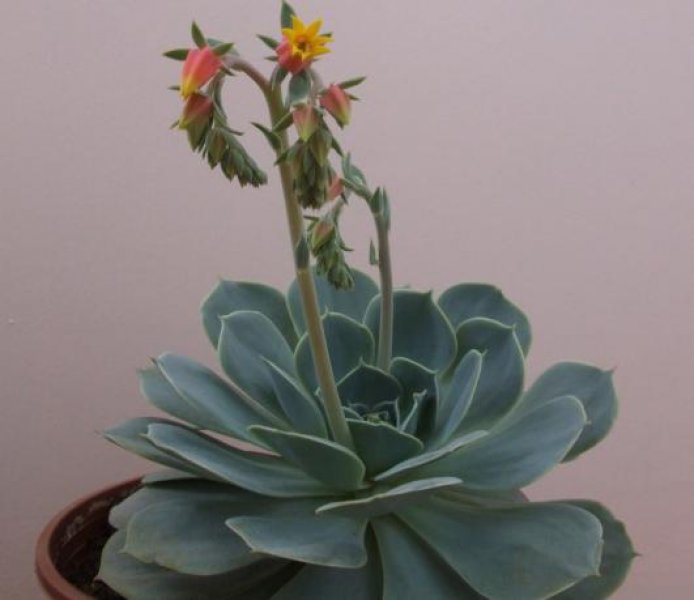 Dekorasyonda sukulent şıklığı