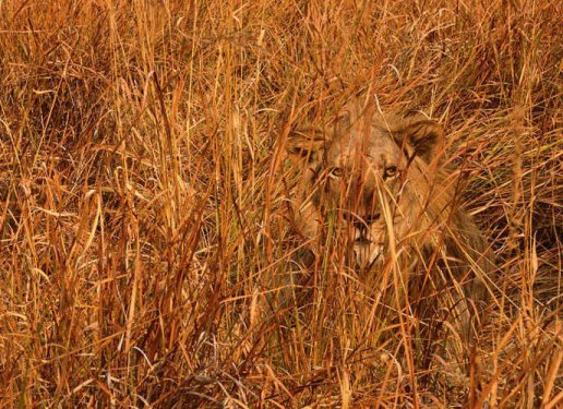 En iyi kamufle olan canlılar