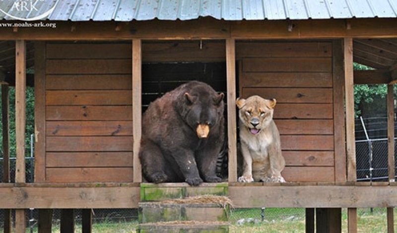 Yabani arkadaşlar 15 yıldır hiç ayrılmıyor