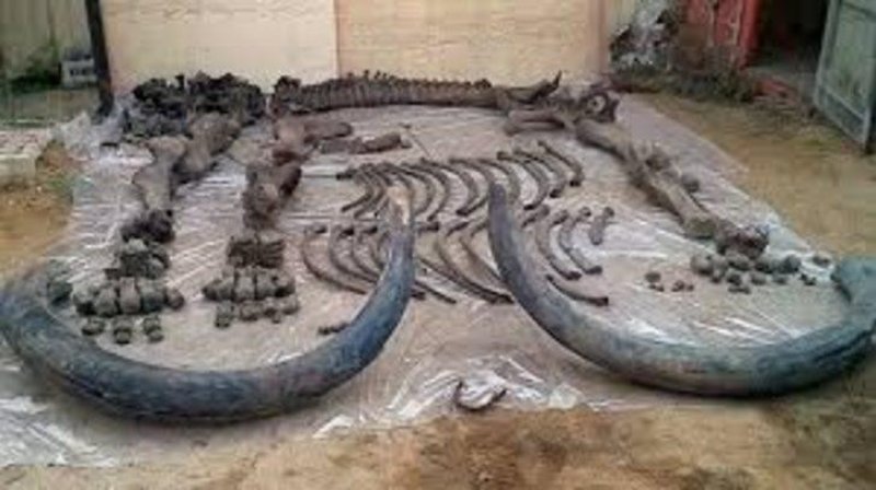 4 bin yıl önce soyları tükenen tüylü mamutlar hayata döndürülüyor