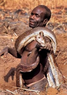 Afrikalı yerliler pitonu elleriyle yakaladı