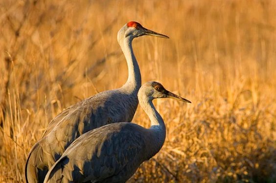 Hayvanların insanlara olan 14 benzerliği şaşırtıyor