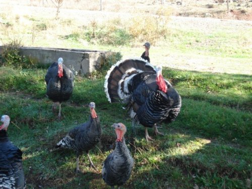 İngilizce'de hindiye niçin Turkey deniliyor