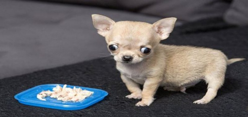 Dünyanın en küçük köpeği 7 santim boyunda