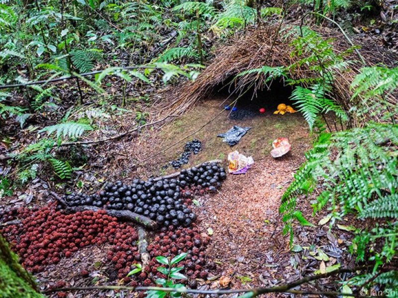 Hayvanların muhteşem mimarileri