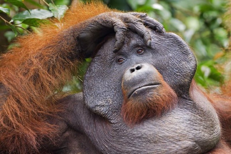 Nutella Palm yağı için orangutanları öldürüyor Nutella Palm yağı için orangutanları öldürüyor