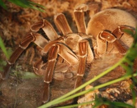 Kuşlarla beslenen tarantula