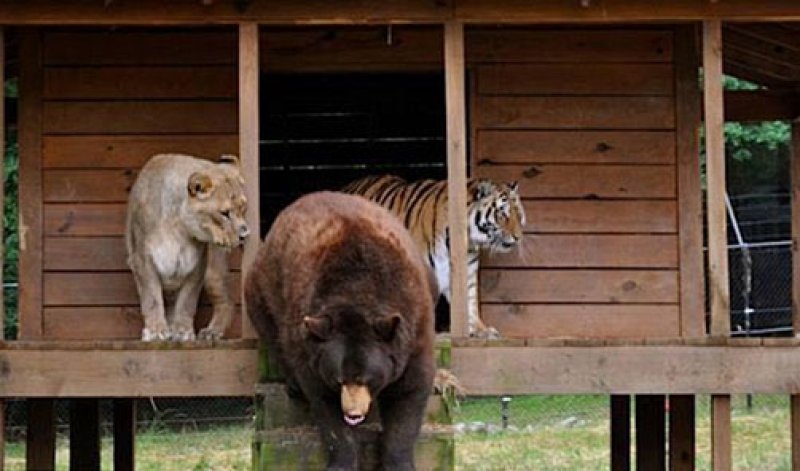 Yabani arkadaşlar 15 yıldır hiç ayrılmıyor