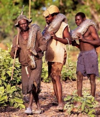 Afrikalı yerliler pitonu elleriyle yakaladı