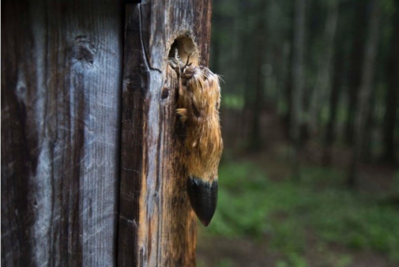 Kim Jong-Un'dan Associated Press muhabirine şartlı izin