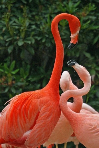 Uzun ve ince bacaklı muhteşem kuş: Flamingo