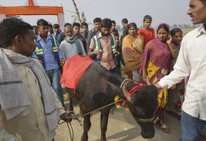 Nepal'de dini festivalde yüz binlerce hayvan kesildi